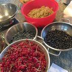 Beerenernte für Marmeladen, zum Einkochen oder Saftherstellung