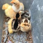 Junge Küken von unseren Hühnern