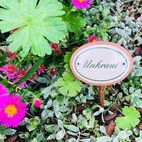 Kräutergarten in der Nähe unserer Wiesen